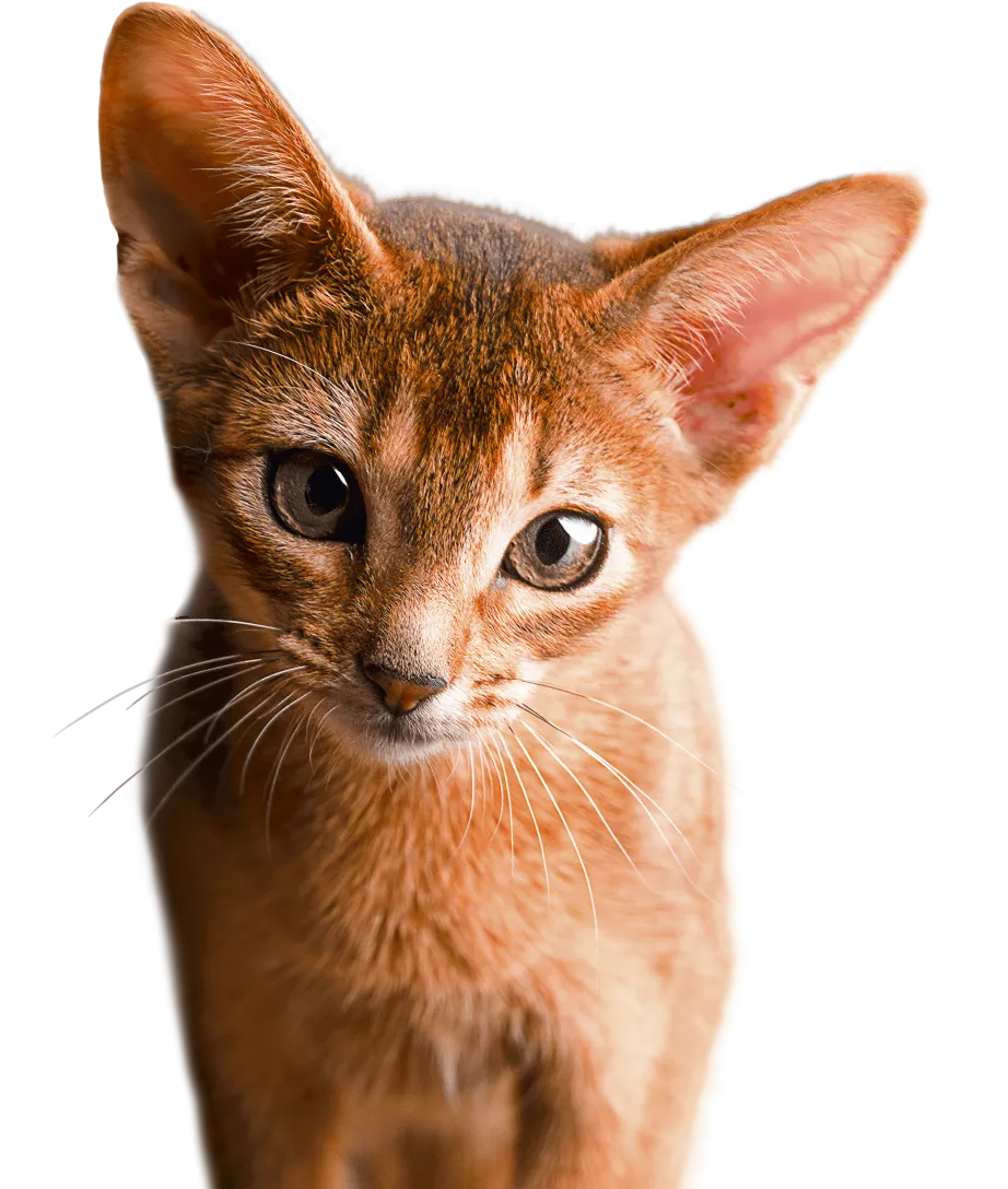 Абиссинский котёнок