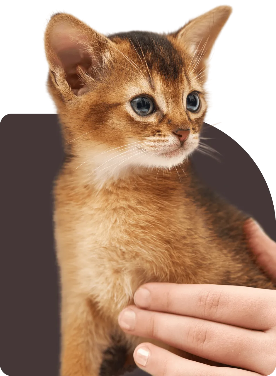 Абиссинский котёнок на подложке