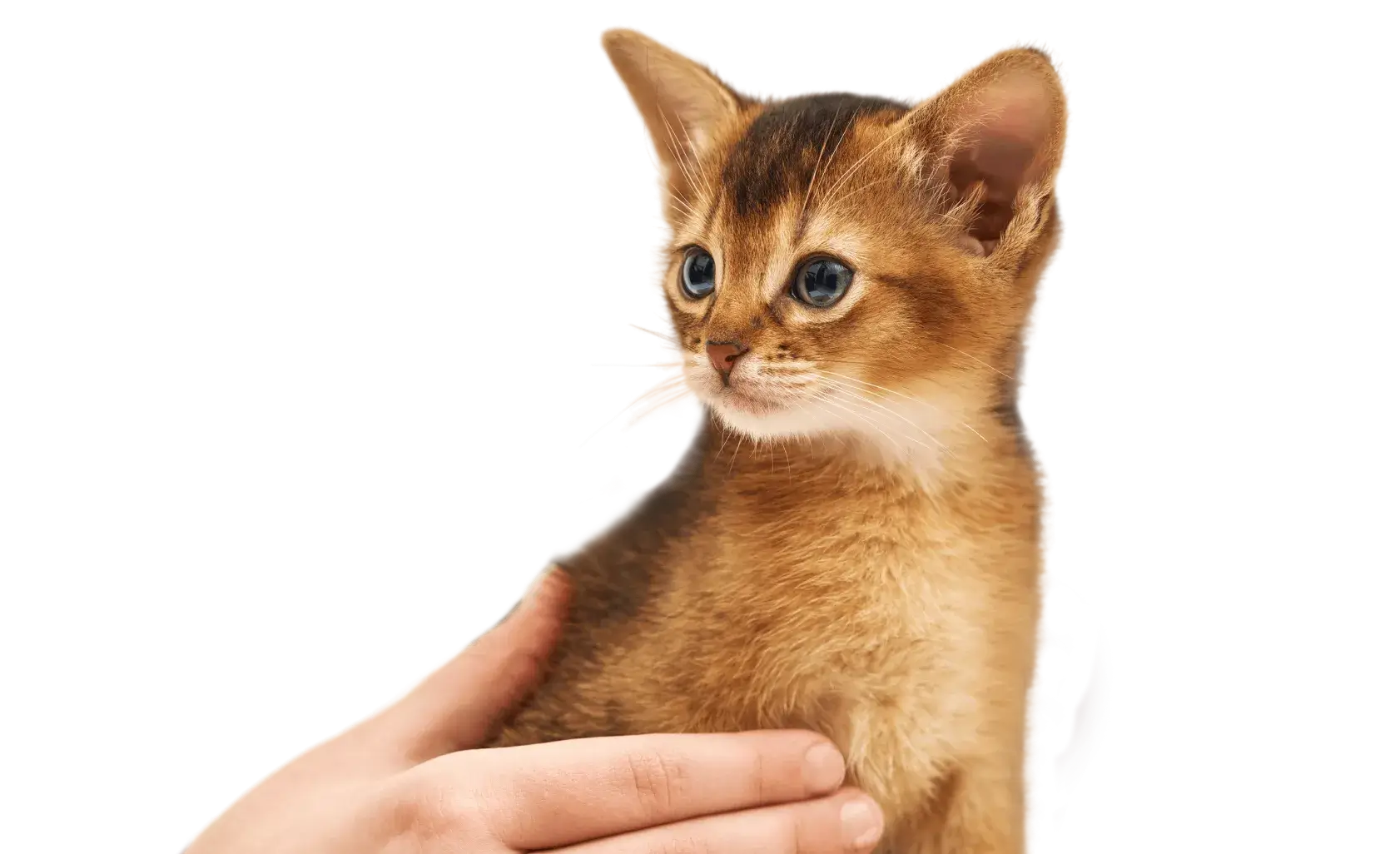 Абиссинский котёнок