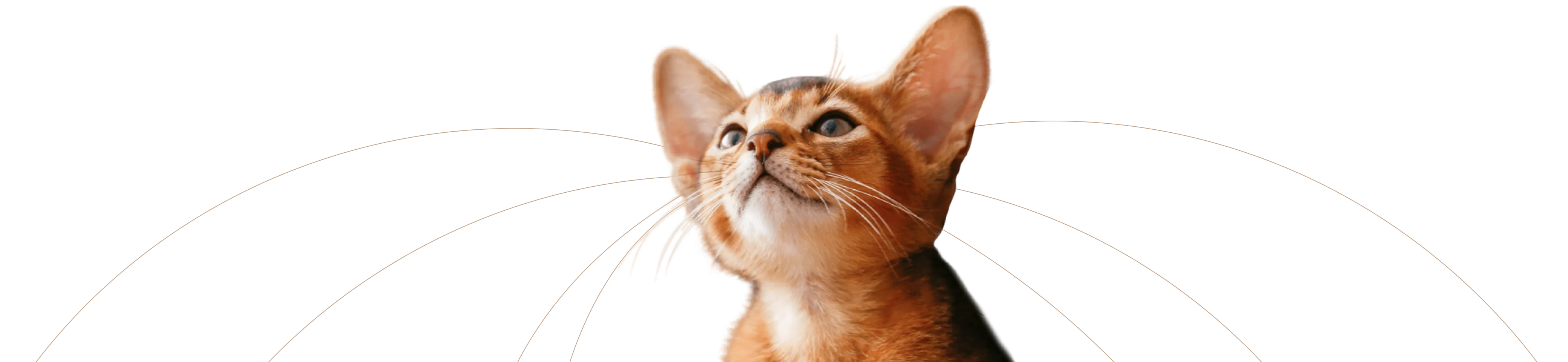 Абиссинский котёнок