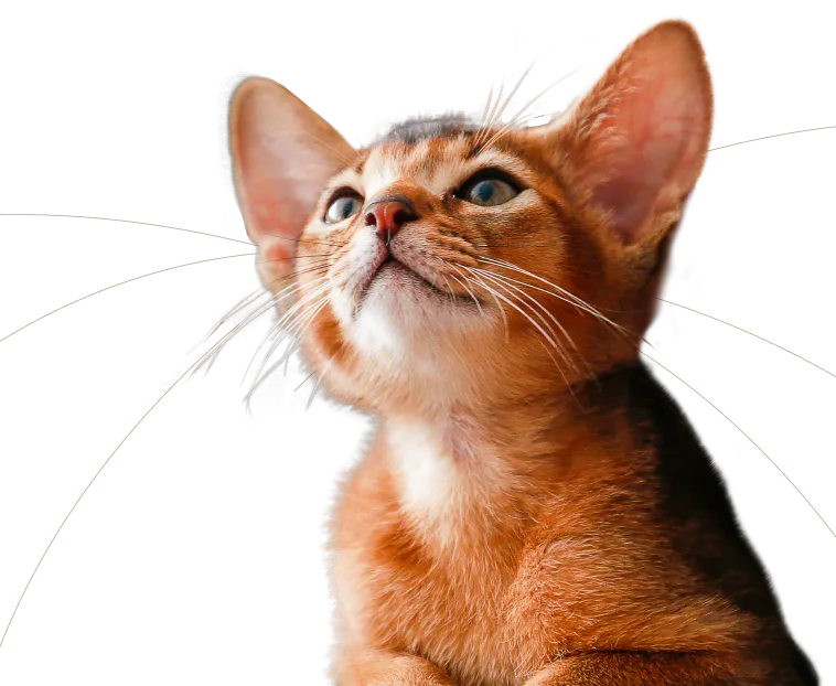 Абиссинский котёнок